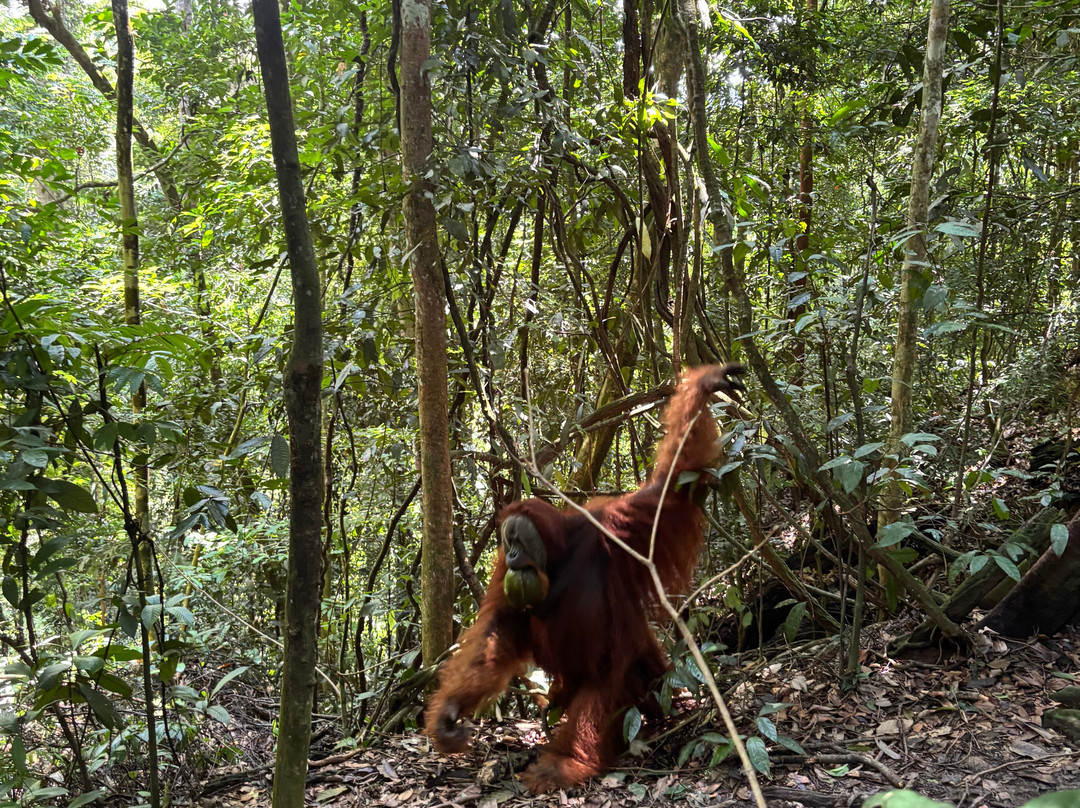 Sumatra Orangutan Explore-武吉拉旺必去景点