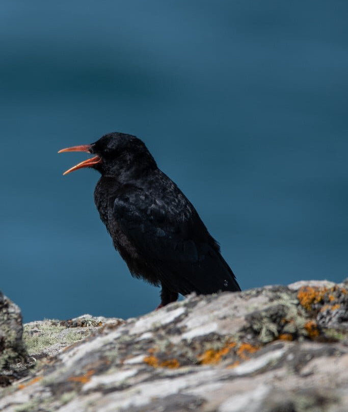 Pembrokeshire Islands Boat Trips-Marloes必去景点