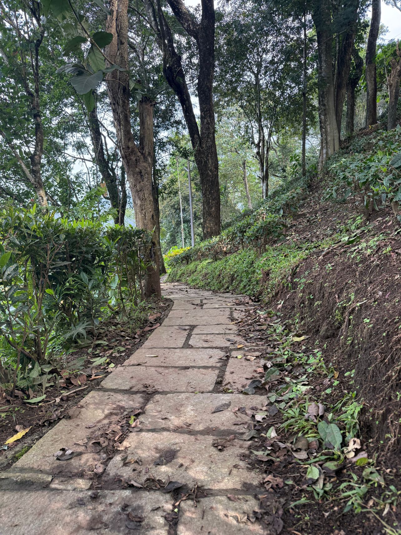 慕那尔大象通道度假村-旅行者