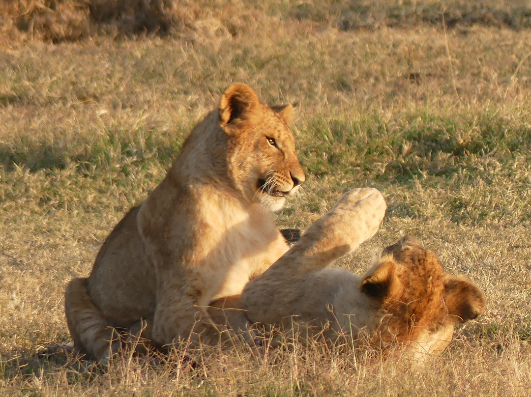 Ol Pejeta Conservancy-Laikipia County必去景点