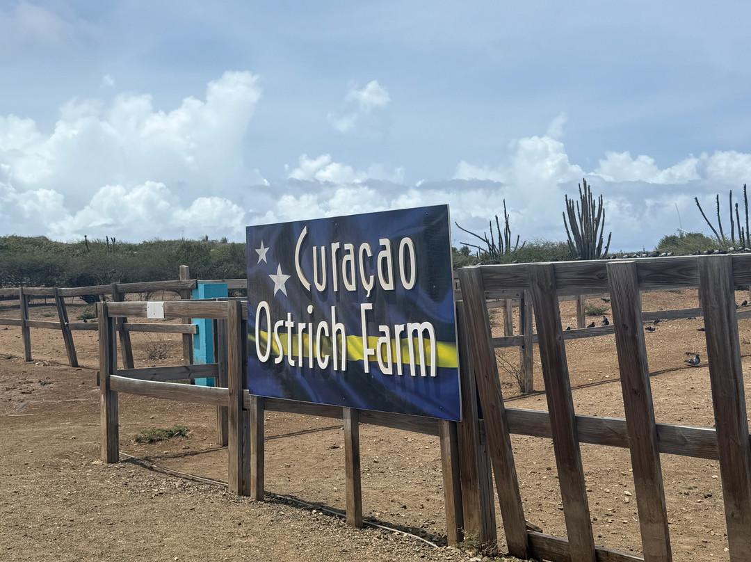 Curacao Ostrich Farm-库拉索必去景点
