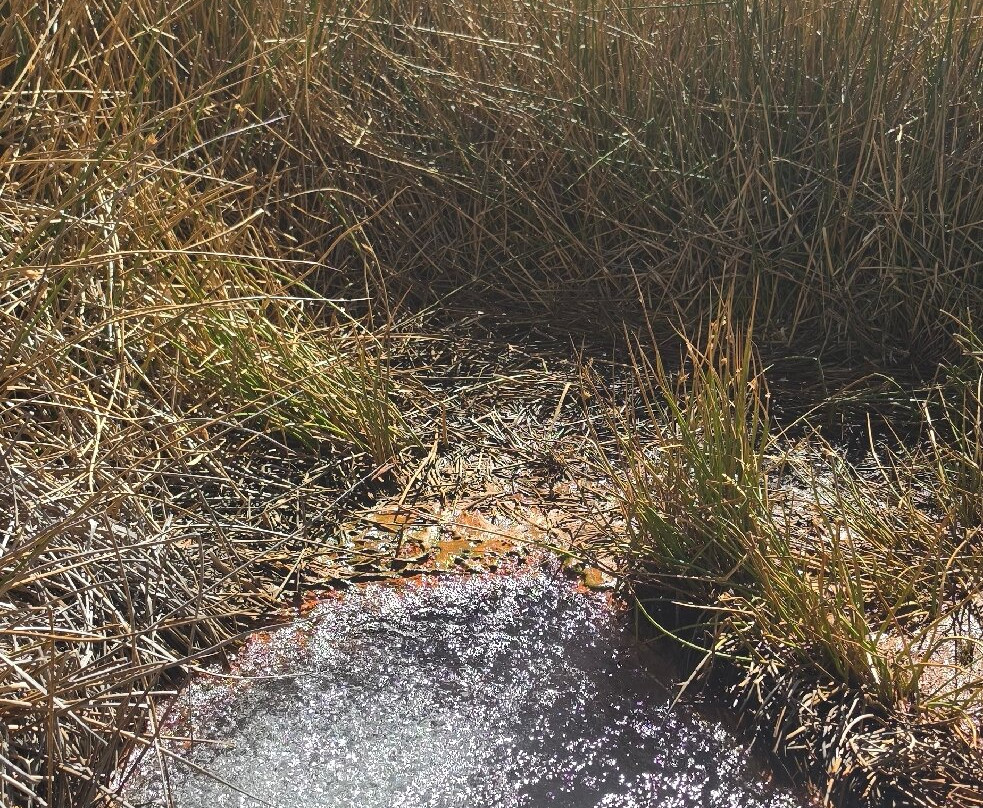 Nevado Pastoruri-瓦拉斯必去景点