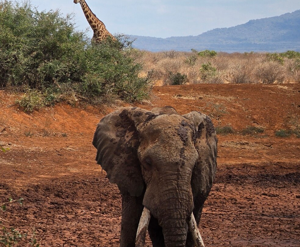 Leopard Orchid Safaris-内罗毕必去景点
