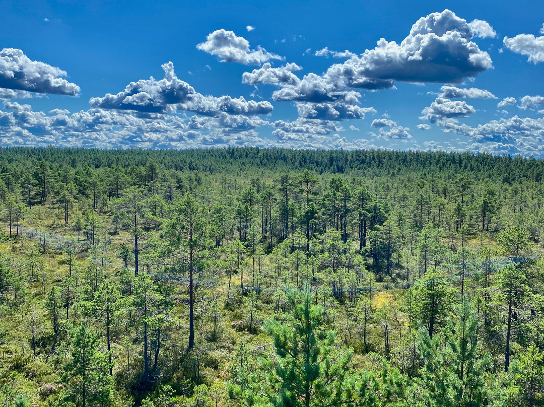 Viru Bog Trail-Kolga必去景点