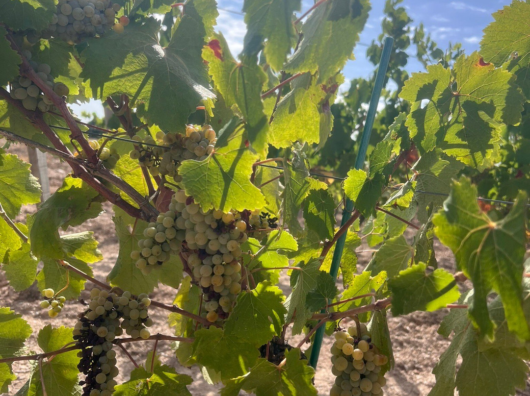 Vignobles Mourat-Mareuil-Sur-Lay-Dissais必去景点