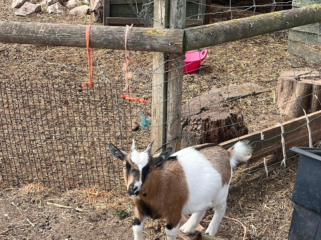 Lucky Tails Alpaca Farm-Atherstone必去景点