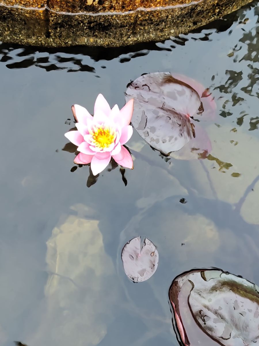 温泼尔豪斯酒店及度假村-旅行者
