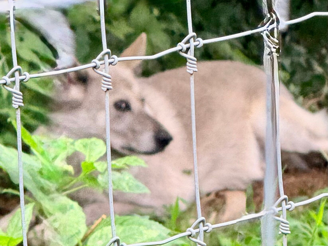 Wolf Sanctuary of PA-利蒂茨必去景点