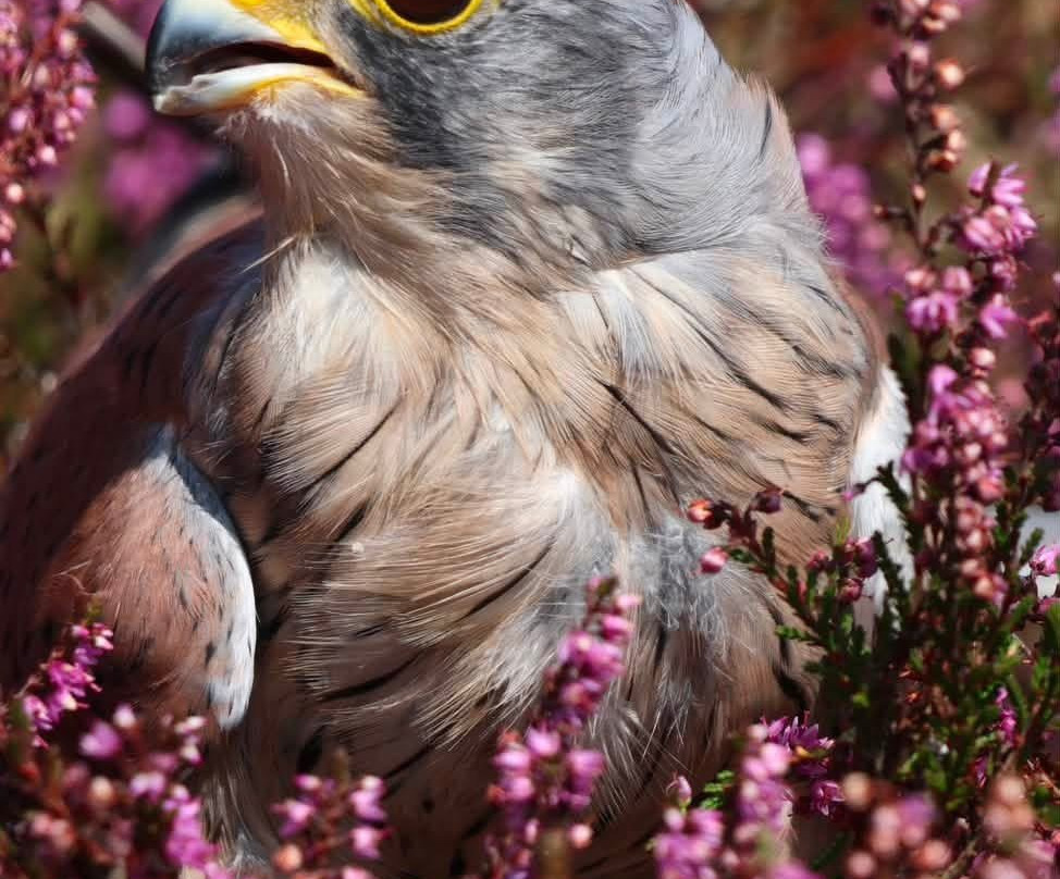 Birds of Prey at Swinton Estate-马沙姆必去景点
