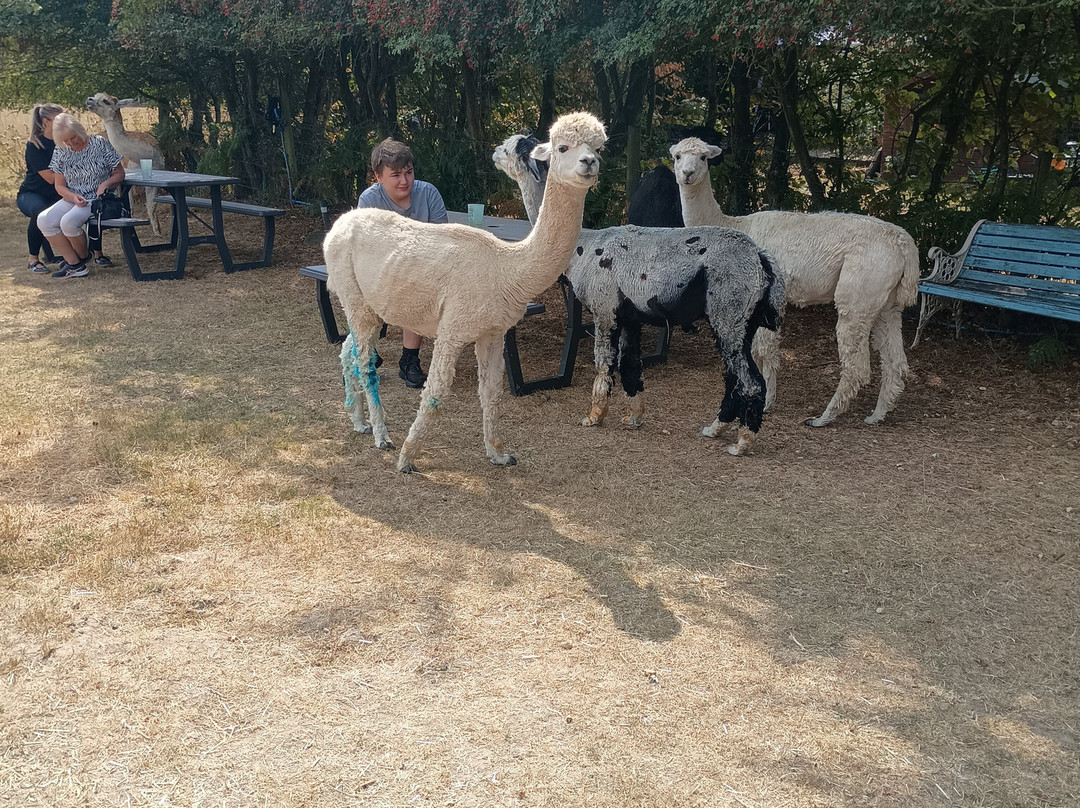 Slowhayes Alpacas-南安普敦必去景点
