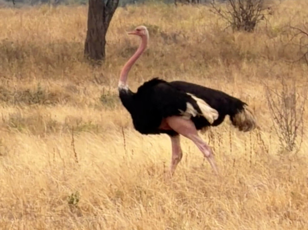 Unlimited Expeditions - The Soul Of Tanzania-阿鲁沙必去景点