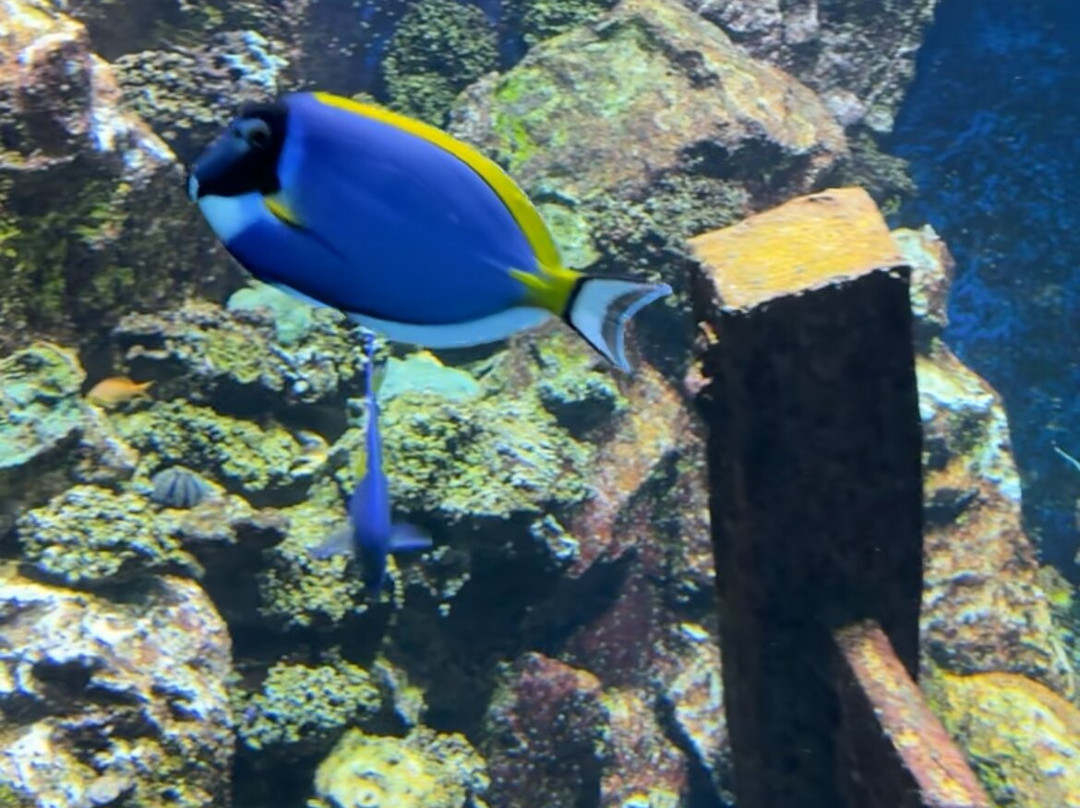 Grand Aquarium-圣马洛必去景点