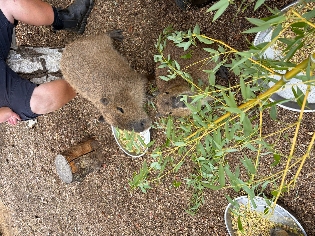 Shepreth Wildlife Park-Shepreth必去景点