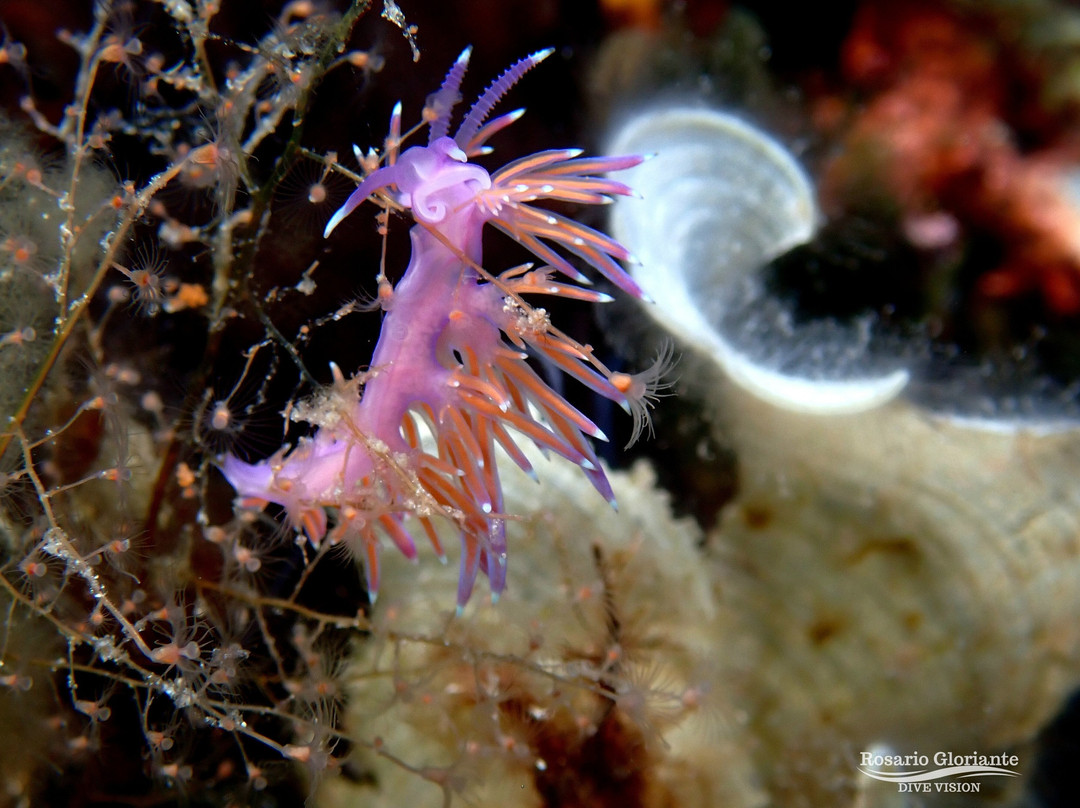 Lustrica diving-Ustica必去景点