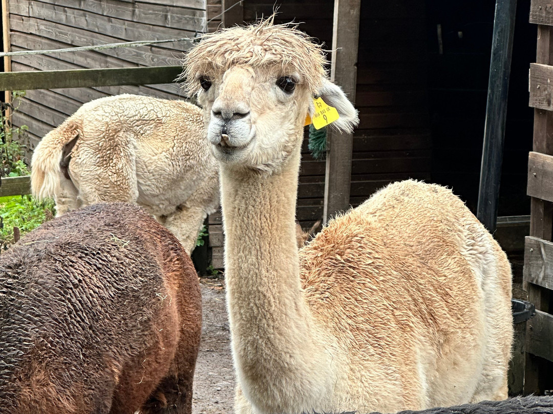 Snowdonia Alpacas-Gellilydan必去景点