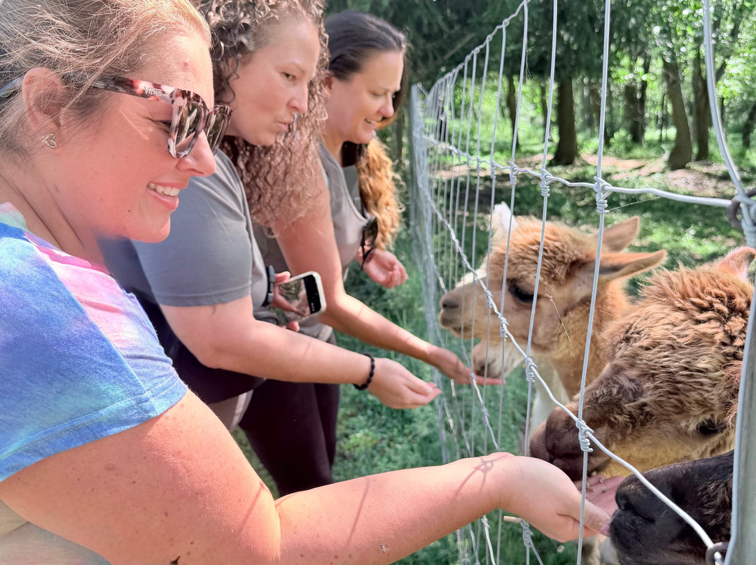 The Crafty Alpaca Farm And Store-Avella必去景点