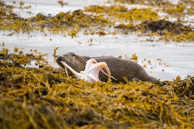 Shetland Nature-Unst必去景点