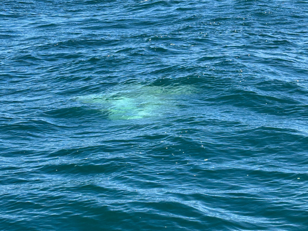 Whale Research EcoExcursions-Depoe Bay必去景点