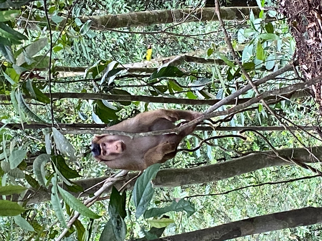 Bukit Lawang Jungle Trekking-武吉拉旺必去景点