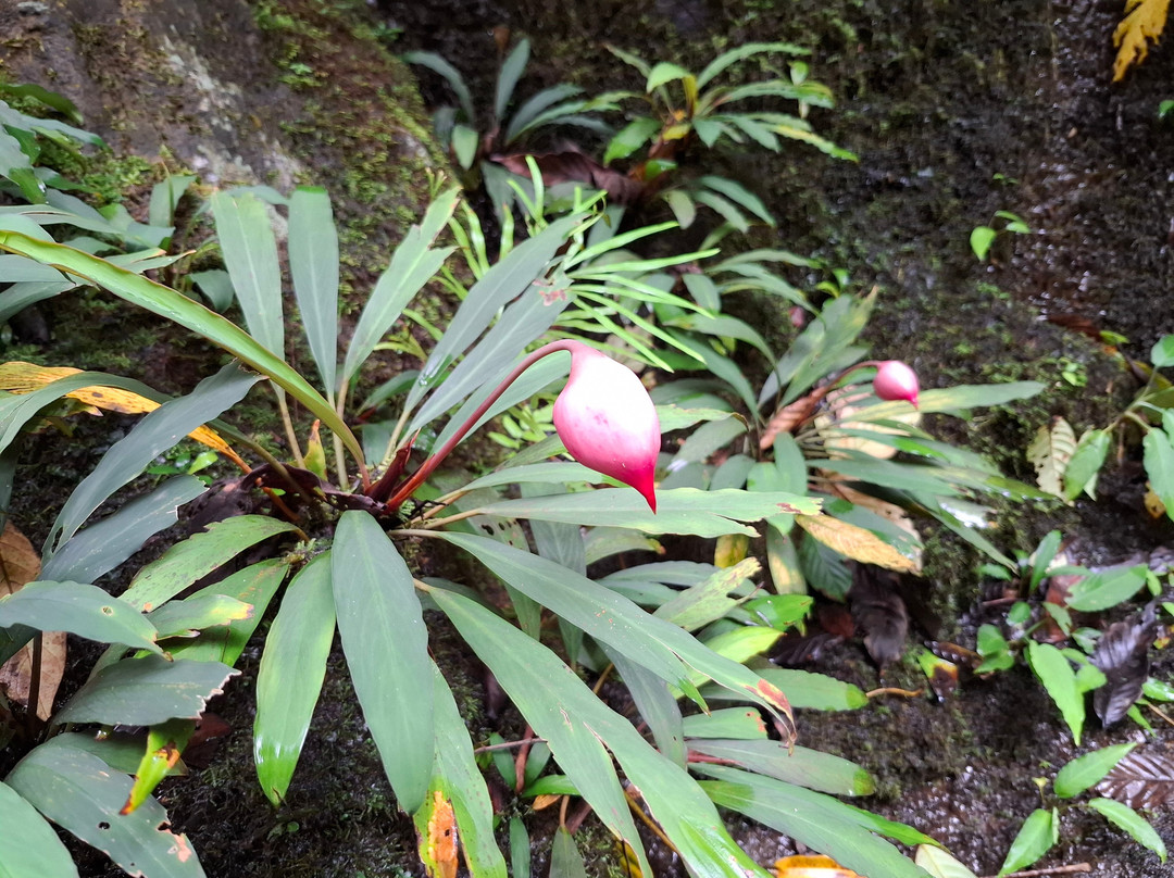 1StopBorneo Wildlife-斗湖必去景点