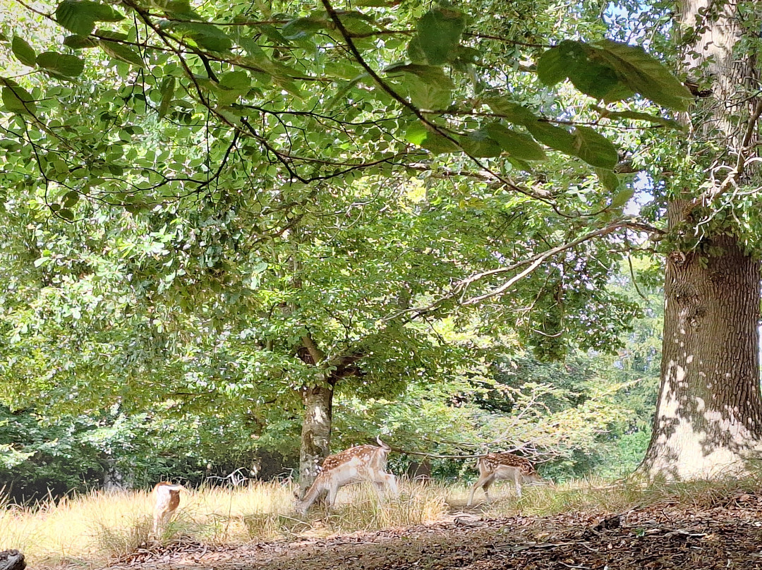 Knole Park-Sevenoaks必去景点