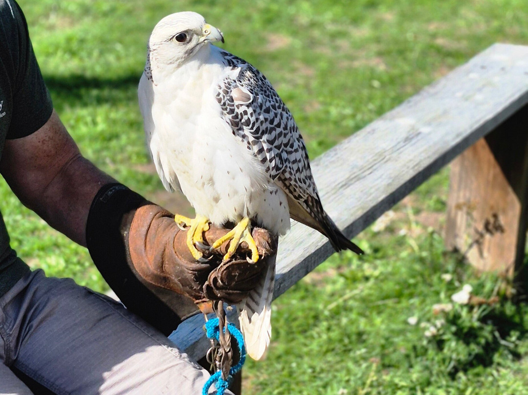 Lavenham Falconry-Monks Eleigh必去景点