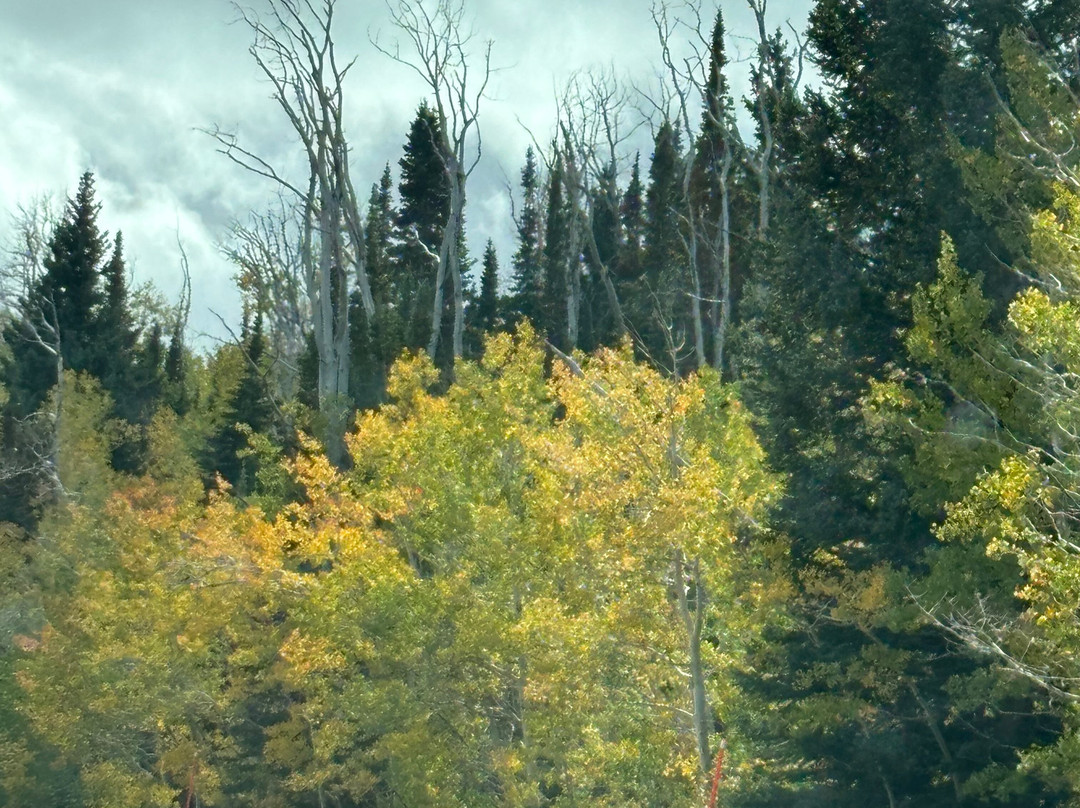 Dixie National Forest-锡达城必去景点