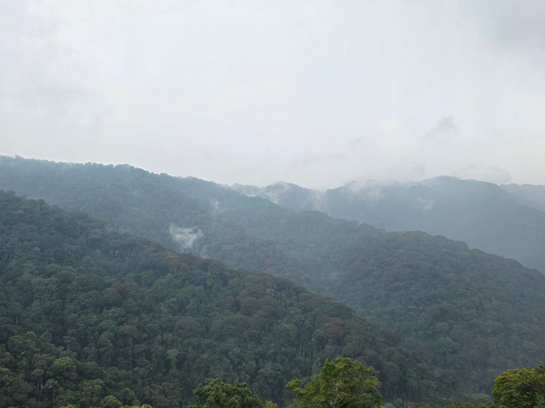 Nyungwe Canopy Walk-Butare必去景点