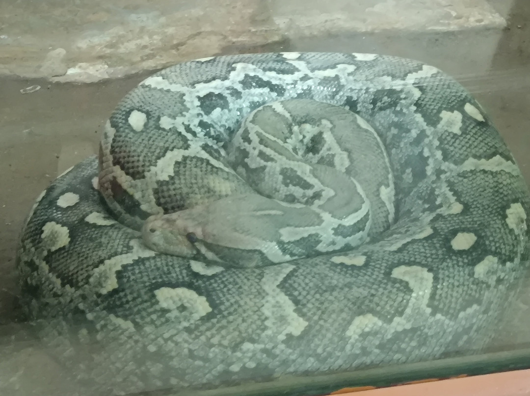 Birsa Zoological Park-兰契必去景点