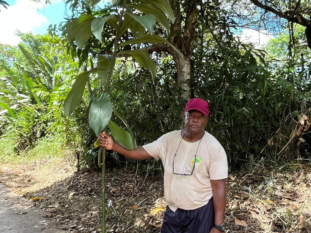 Guyane Brésil Transport-Saint-Georges必去景点