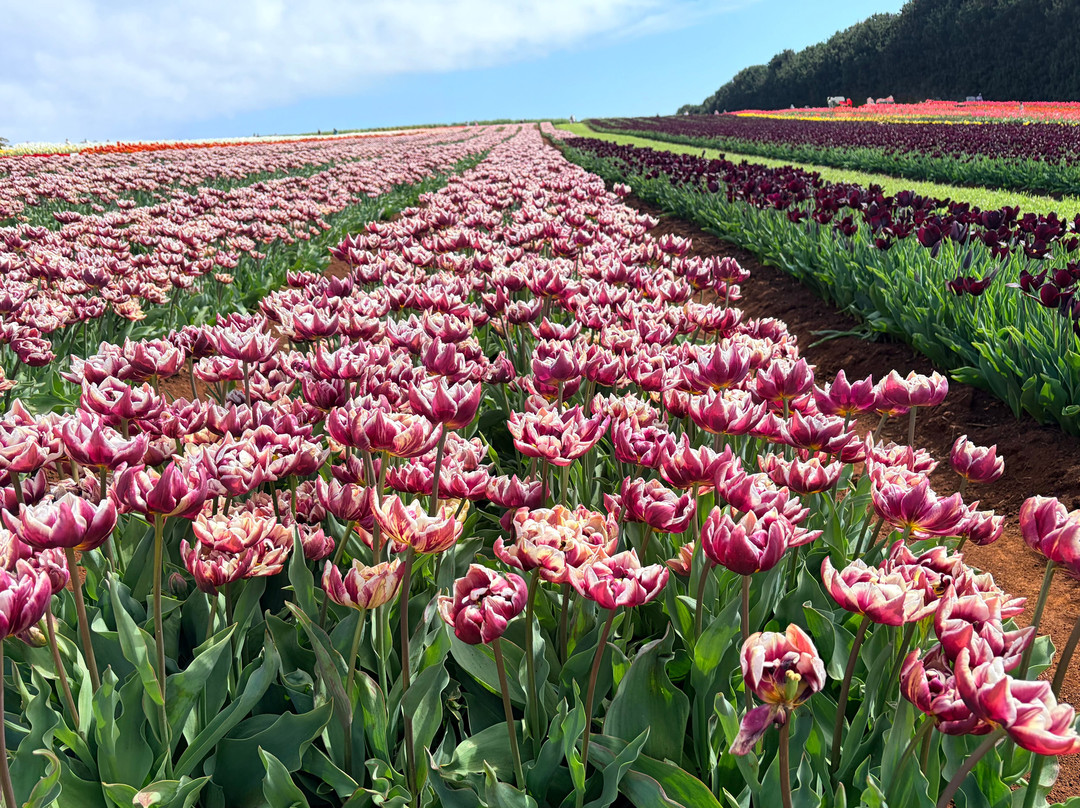 Table Cape Tulip Farm