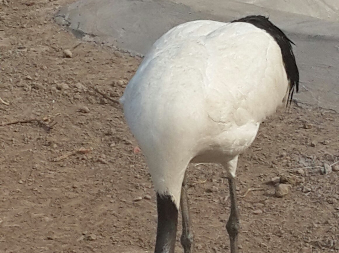 南大港湿地-黄骅市必去景点