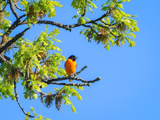 Dean Nature Sanctuary-奥克布鲁克必去景点