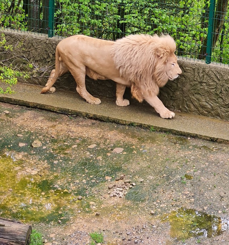 Bouillon Wildlife Park景点图片