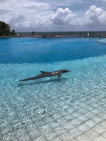 Dolphin Discovery Tulum - Akumal景点图片