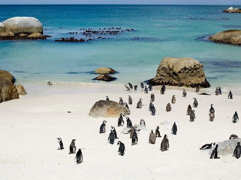 Born in Africa Tours-开普敦必去景点