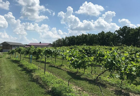 Nearwood Winery & Vineyards-诺克斯维尔必去景点