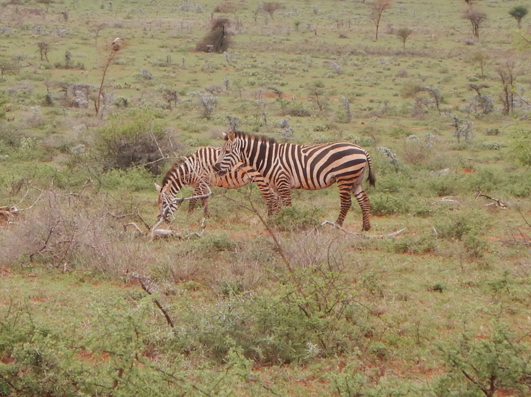 Yabelo Wildlife Sanctuary景点图片