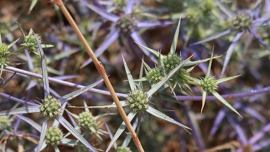 Big Juba in Ya'ar Odem-Odem必去景点