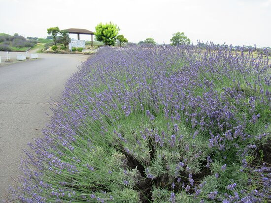 Lavender Tsutsumi景点图片