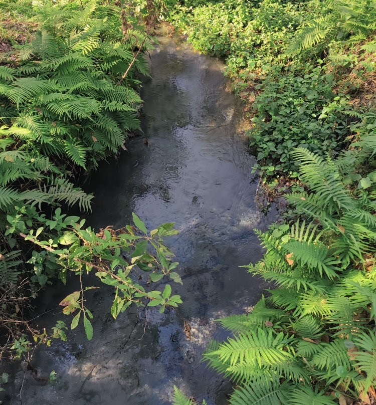 Arbol Milenario-Arroyo Seco必去景点