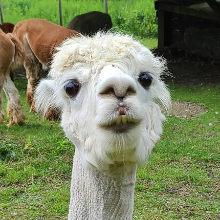 Old Mill Alpacas景点图片
