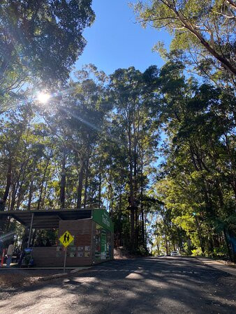 Treetops Adventure Coffs Harbour-科夫斯港必去景点