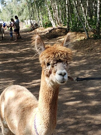 Alpagas du Domaine Poissant-Mont-Saint-Hilaire必去景点