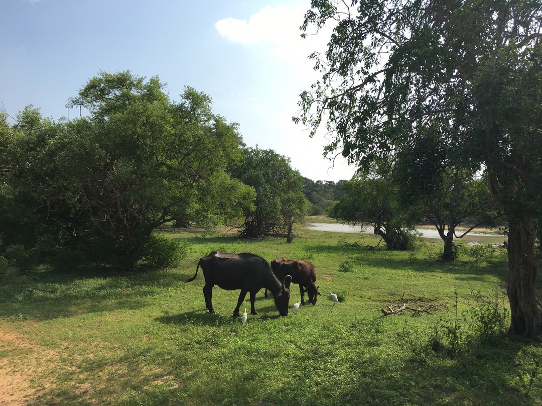 Asmitha and Rajinth Safari-蒂瑟默哈拉默必去景点