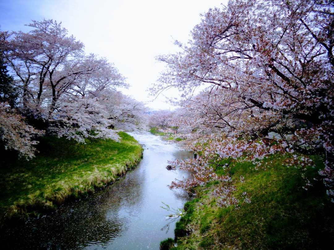 Sakura Trees Along Kannonji River景点图片