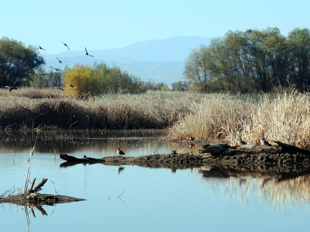 Colusa National Wildlife Refuge景点图片