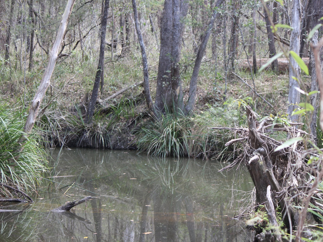 Venman Bushland National Park景点图片