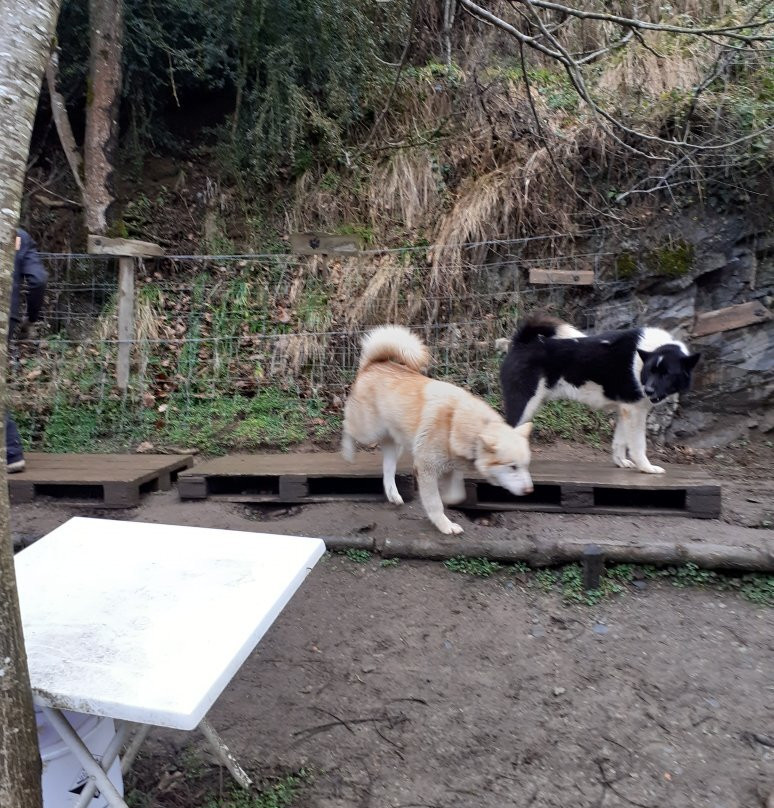 Le Repaire des Huskys景点图片