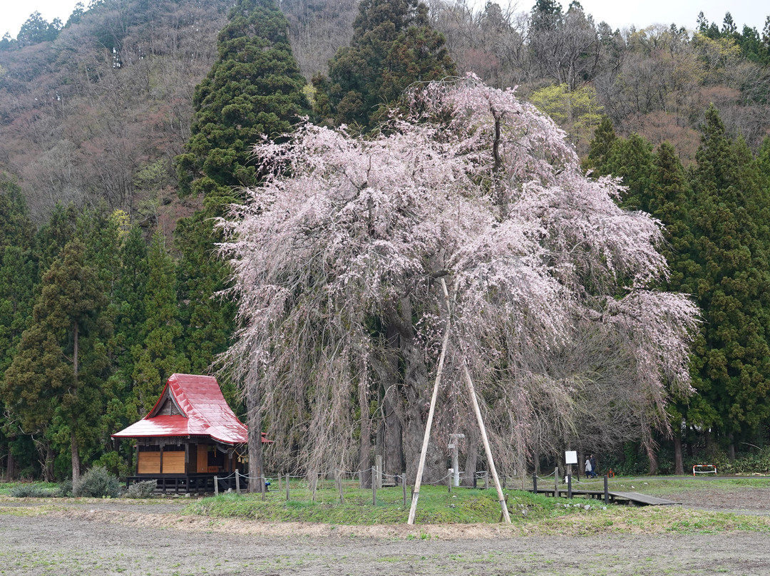 Weeping Cherry Tree of Oshira-sama